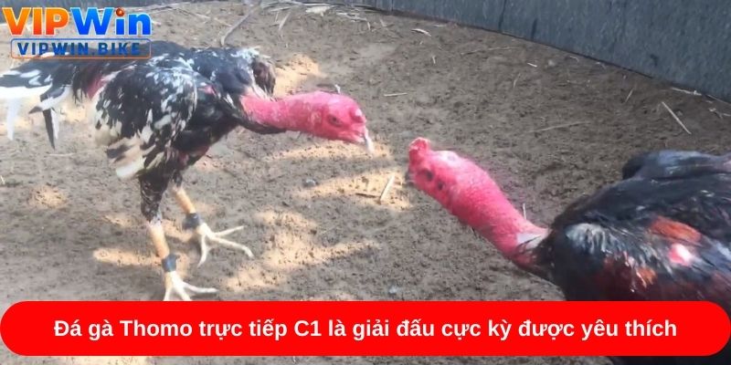 Đá gà Thomo trực tiếp C1 là giải đấu cực kỳ được yêu thích